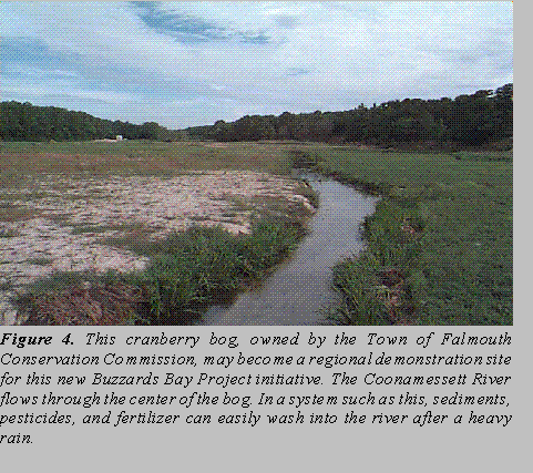 Handy Cranberry Bog, Falmouth