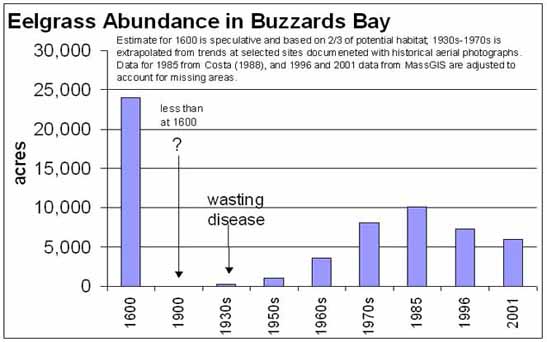 historical distribution of eelgrass in Buzzards Bay