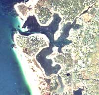 Eelgrass in West Falmouth Harbor, 14 October 1981
