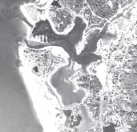 Eelgrass in West Falmouth Harbor, 15 November, 1955