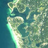 Eelgrass in West Falmouth Harbor, 7 June 2001