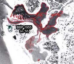 Eelgrass in West Falmouth Harbor, 15 November, 1955