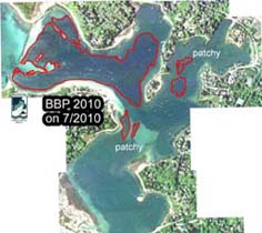 Eelgrass in West Falmouth Harbor, in the summer of 2010