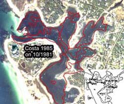 Eelgrass in West Falmouth Harbor, 14 October 1981