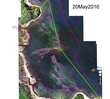 20 May 2010 Eelgrass in East Cove West Island Fairhaven