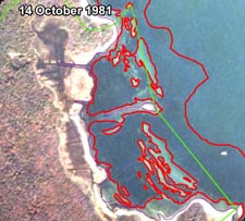 BBP estimate of eelgrass cover for 14 October 1981 image of East Cove West Island