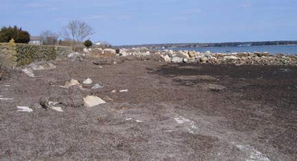 Eelgrass Wrack in Mattapoisett, MA