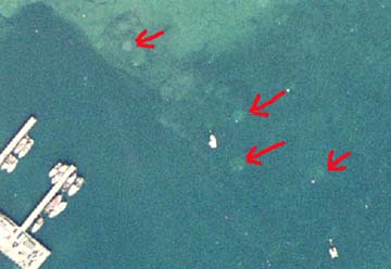 Mooring chain scour in an eelgrass bed. Mooring chain scour in an eelgrass bed.