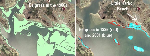 Eelgrass Loss in Wareham, MA