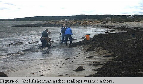 Tropical Storm Floyd impacts: residents collecting scallops washed ashore. Tropical Storm Floyd impacts: residents collecting scallops washed ashore.