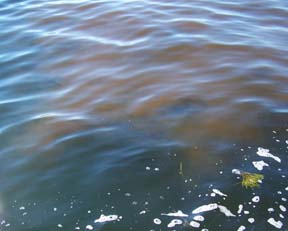Cochlodinium bloom as observed in Buzzards Bay