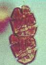 <i>Cochlodinium</i> dinoflagellate