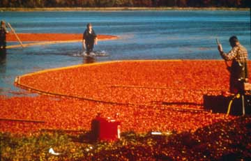 Cranberry Harvest on a Massachusetts Flooded Bog