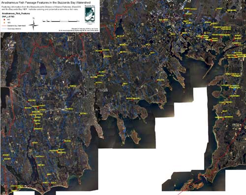 Anadromous Fish Features of Buzzards Bay