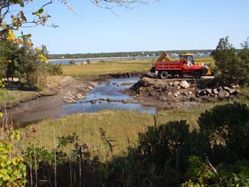 salt marsh restriction MT06