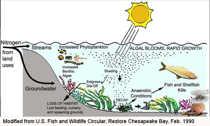 generalized cosatal embayment response to nitrogen loading