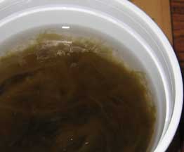 15 cm container full of Pilayella.