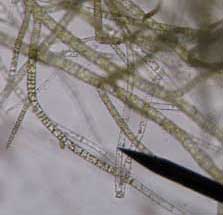 Microscopic view Pilayella. Microscopic view Pilayella.