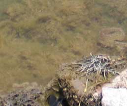 Pilayella and other algae in the subtidal.