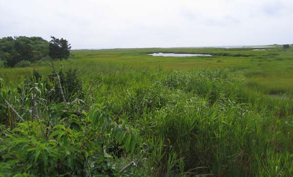 July 2006 Photograph of a Wareham Salt Marsh.