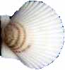 bay scallop shell
