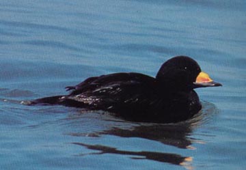 Black Scoter Black Scoter