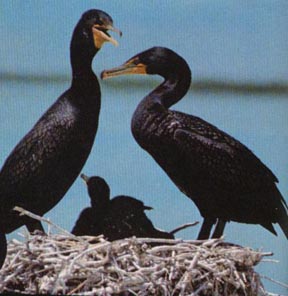 Cormorant Cormorant