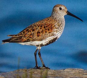 Dunlin Dunlin