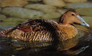 Common Eider Common Eider