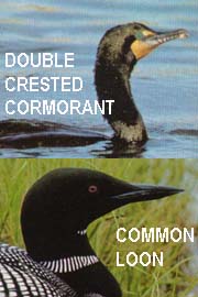 Loons, cormorants and other species affected by the oil spill. Loons, cormorants and other species affected by the oil spill.