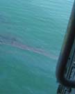 First morning aerial views of the 2003 Bouchard 120 spill in Buzzards Bay. First morning aerial views of the 2003 Bouchard 120 spill in Buzzards Bay.