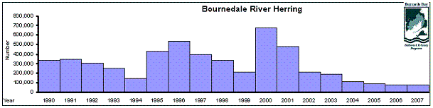 Frequency histogram of herring abundance on the Bournedale River.