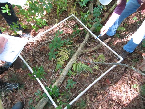 Blowdown due to shallow root system. 